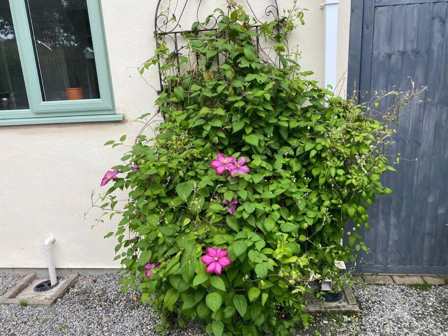 Rural Cosy Retreat For Two Near Port Isaac Apartment Delabole ภายนอก รูปภาพ
